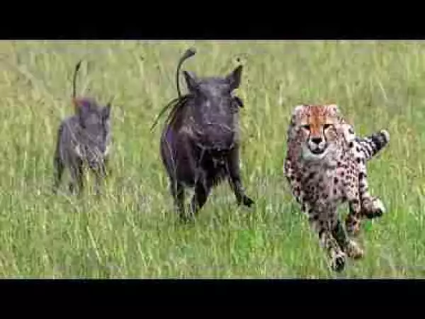 Video: Top 10 Most Aggressive Animals In The World || Hippo, Rhino, Black Mamba, ...
